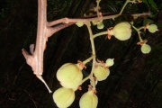 <strong>Cupaniopsis leptobotrys - Gâteblé Gildas - 320</strong><br />© Gâteblé Gildas